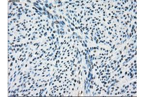 Immunohistochemical staining of paraffin-embedded pancreas tissue using anti-PORmouse monoclonal antibody. (POR antibody)