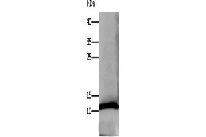 Western Blotting (WB) image for anti-Defensin, alpha 1 (DEFA1) antibody (ABIN2425767) (alpha Defensin 1 antibody)