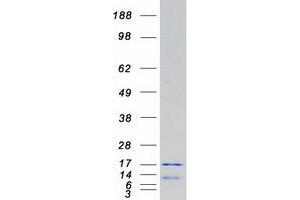 Validation with Western Blot (H2AFV Protein (Transcript Variant 1) (Myc-DYKDDDDK Tag))