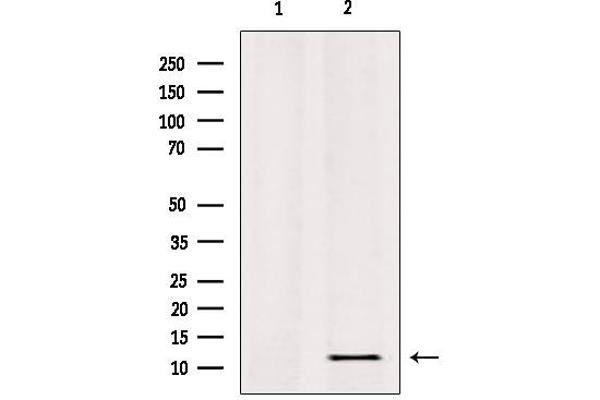 RPL36 antibody  (C-Term)
