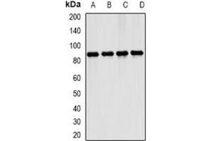 Western blot analysis of ERK5 expression in K562 (A), Ramos (B), mouse brain (C), mouse lung (D) whole cell lysates. (MAPK7 antibody)