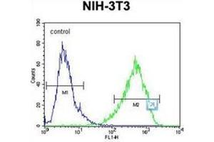 Flow cytometric analysis of NIH-3T3 cells using HOMEZ Antibody (N-term) Cat. (HOMEZ antibody  (N-Term))