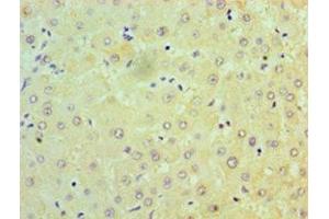 Immunohistochemistry of paraffin-embedded human liver tissue using ABIN7160933 at dilution of 1:100