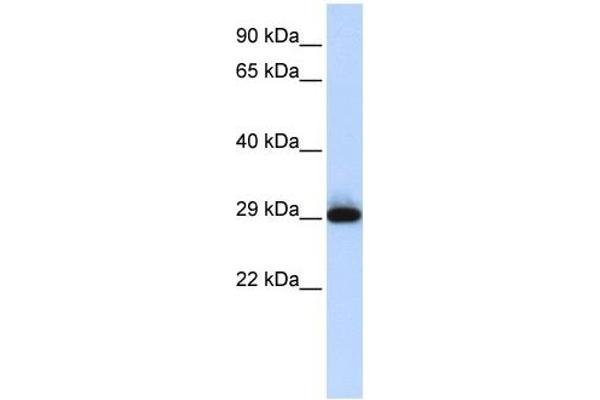 SUSD3 antibody  (N-Term)