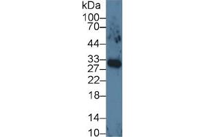 Mouse Capture antibody from the kit in WB with Positive Control: Human lung tissue lysates. (VEGFA ELISA Kit)