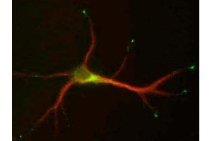 Cultured hippocampal neurons (9 DIV) double- Stained for MAP2 (red), L5/1 (green). (STMN2 antibody  (C-Term))