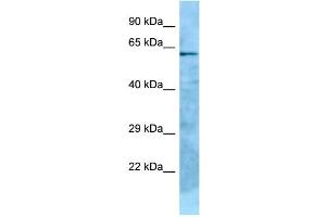 WB Suggested Anti-GPC2 Antibody Titration: 1.