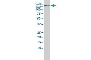 CDC2L5 monoclonal antibody (M01), clone 1B3-1B11.