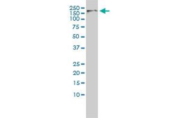CDK13 antibody  (AA 1-324)