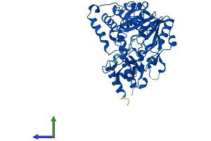 AlphaFold protein structure predicition of Mouse Recombinant Kyat3 Protein, UniprotID Q71RI9 (CCBL2 Protein (AA 1-455) (His tag))