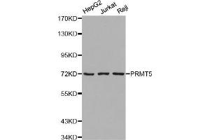 Western blot analysis of extracts of various cell lines, using PRMT5 antibody (ABIN5971275). (PRMT5 antibody)