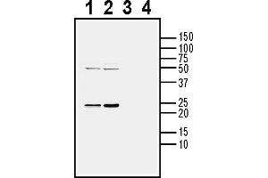 Western blot analysis of mouse brain lysate (lanes 1 and 3) and rat brain lysate (lanes 2 and 4):1-2. (CD9 antibody  (Extracellular))