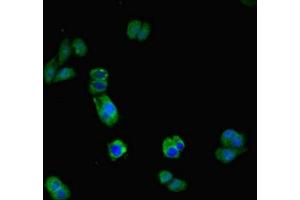 Immunofluorescent analysis of HepG2 cells using ABIN7156803 at dilution of 1:100 and Alexa Fluor 488-congugated AffiniPure Goat Anti-Rabbit IgG(H+L) (IL17RA antibody  (AA 552-743))