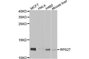 Western blot analysis of extracts of various cell lines, using RPS27 antibody (ABIN5974067) at 1/1000 dilution.
