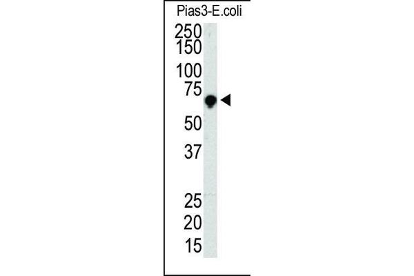 PIAS3 anticorps  (AA 588-619)