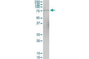 GPSM1 MaxPab polyclonal antibody. (GPSM1 antibody  (AA 1-166))