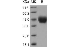 Western Blotting (WB) image for CD14 (CD14) protein (His tag) (ABIN7194701) (CD14 Protein (CD14) (His tag))