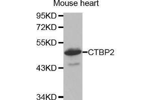 Western Blotting (WB) image for anti-C-terminal Binding Protein 2 (CTBP2) (C-Term) antibody (ABIN1679396)