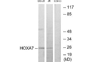 Western blot analysis of extracts from COLO205 cells and Jurkat cells, using HOXA7 antibody.