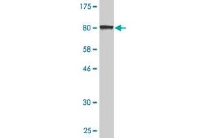 Western Blot detection against Immunogen (82. (PDZK1 antibody  (AA 1-519))