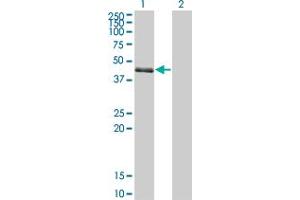 Western Blot analysis of SPDEF expression in transfected 293T cell line by SPDEF monoclonal antibody (M01), clone 4A5. (SPDEF/PSE antibody  (AA 92-200))