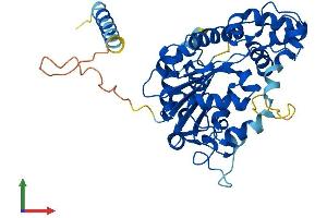 AlphaFold protein structure predicition of Human Recombinant CHST1 Protein, UniprotID O43916 (CHST1 Protein (AA 1-411) (His tag))