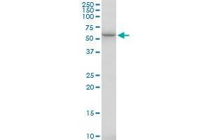 TBCE MaxPab polyclonal antibody. (TBCE antibody  (AA 1-527))