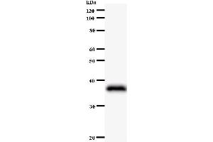 Western Blotting (WB) image for anti-Jun B Proto-Oncogene (JUNB) antibody (ABIN931101) (JunB antibody)