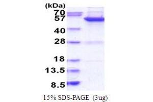 SDS-PAGE (SDS) image for MYC Induced Nuclear Antigen (MINA) (AA 1-465) protein (His tag) (ABIN6387478) (MINA Protein (AA 1-465) (His tag))