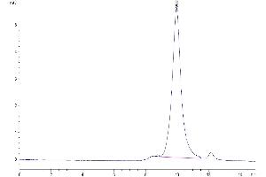 The purity of Mouse FSTL3 is greater than 95 % as determined by SEC-HPLC. (FSTL3 Protein (AA 24-256) (His tag))