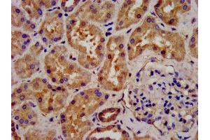IHC image of ABIN7143948 diluted at 1:300 and staining in paraffin-embedded human kidney tissue performed on a Leica BondTM system. (Chromosome 6 Open Reading Frame 134 (C6orf134) (AA 194-238) antibody)