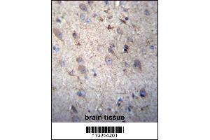 GSTM5 Antibody immunohistochemistry analysis in formalin fixed and paraffin embedded human brain tissue followed by peroxidase conjugation of the secondary antibody and DAB staining. (GSTM5 antibody  (N-Term))