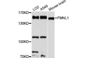 Western blot analysis of extracts of various cell lines, using FMNL1 antibody (ABIN6292086) at 1:3000 dilution. (Formin-Like 1 antibody)