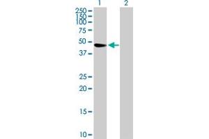 Western Blot analysis of TRIM47 expression in transfected 293T cell line by TRIM47 MaxPab polyclonal antibody.