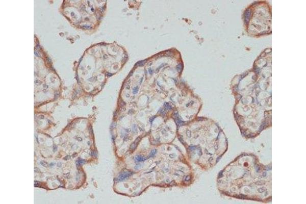 TES antibody