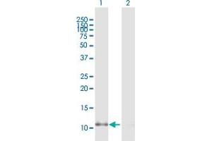 Western Blot analysis of CCL2 expression in transfected 293T cell line by CCL2 MaxPab polyclonal antibody. (CCL2 antibody  (AA 1-99))