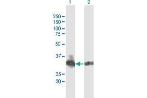 Western Blot analysis of B3GNT4 expression in transfected 293T cell line by B3GNT4 MaxPab polyclonal antibody. (B3GNT4 antibody  (AA 1-378))