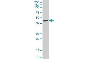 KPTN monoclonal antibody (M01), clone 1C7 Western Blot analysis of KPTN expression in Hela S3 NE . (KPTN antibody  (AA 1-436))