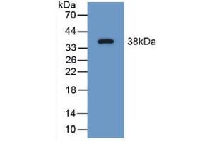 Figure. (SYN1 antibody  (AA 113-420))