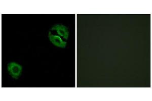 Immunofluorescence (IF) image for anti-Collagen, Type XIX, alpha 1 (COL19A1) (Internal Region) antibody (ABIN1850312) (COL19A1 antibody  (Internal Region))