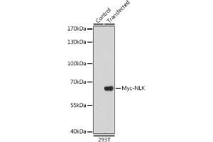 Western blot analysis of extracts of normal 293T cells and 293T transfected with Myc-NLK protein,using Myc-Tag antibody (ABIN3020568 and ABIN3020569) at 1:5000 dilution. (Myc Tag antibody)