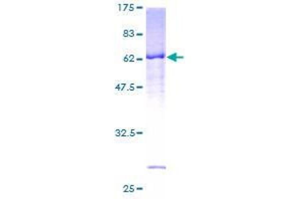 RASSF4 Protein (AA 1-321) (GST tag)
