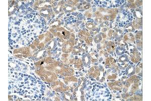 LMAN2 antibody was used for immunohistochemistry at a concentration of 4-8 ug/ml. (LMAN2 antibody  (N-Term))