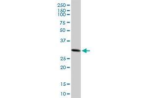 Western Blotting (WB) image for anti-Calcyclin Binding Protein (CACYBP) (AA 1-228) antibody (ABIN525842)