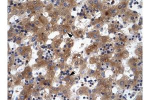 ZNF551 antibody was used for immunohistochemistry at a concentration of 4-8 ug/ml to stain Hepatocytes (arrows) in Human Liver.