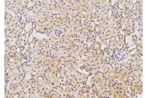 ABIN6269282 at 1/100 staining Rat kidney tissue by IHC-P. (EFNB1/2 antibody)
