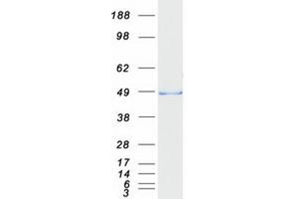 PHD1 Protein (Transcript Variant 1) (Myc-DYKDDDDK Tag)