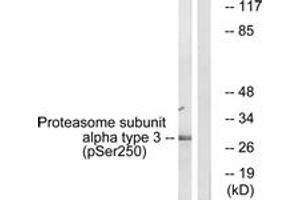 Western blot analysis of extracts from NIH-3T3 cells treated with EGF 200ng/ml 30', using Proteasome alpha3 (Phospho-Ser250) Antibody. (Proteasome alpha3 (AA 206-255), (pSer250) antibody)