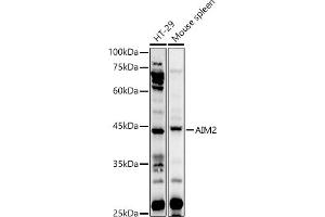 Western blot analysis of extracts of various cell lines, using  antibody (ABIN1678616, ABIN3017747, ABIN3017748 and ABIN6220230) at 1:1000 dilution. (AIM2 antibody  (AA 1-260))