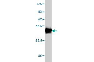 Western Blot detection against Immunogen (37. (HMOX1 antibody  (AA 1-110))